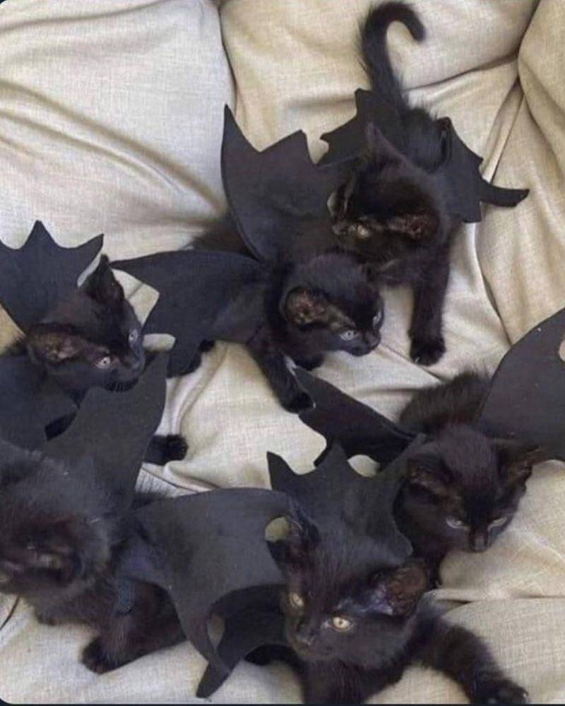 reddit.com/user/toutcompris